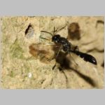 Trypoxylon figulus - Grabwespe 01b 14mm beim Nesteintrag - OS-Wallenhorst-Tongrube-Lehmwand - det.jpg